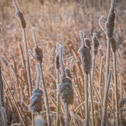 Magic of Winer Hi Res 